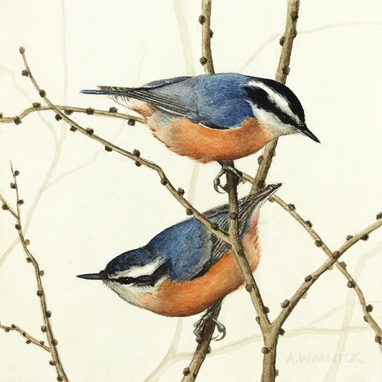 Nuthatches Watercolor Painting