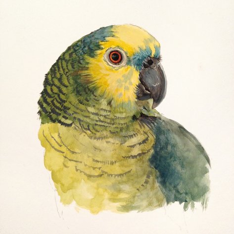 blue fronted amazon gouache painting