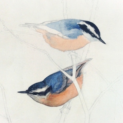 red breasted nuthatch progress