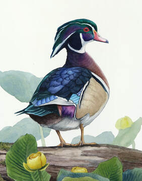 Alex Warnick Wood Duck Painting