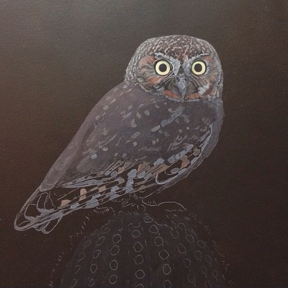 Elf Owl progress painting