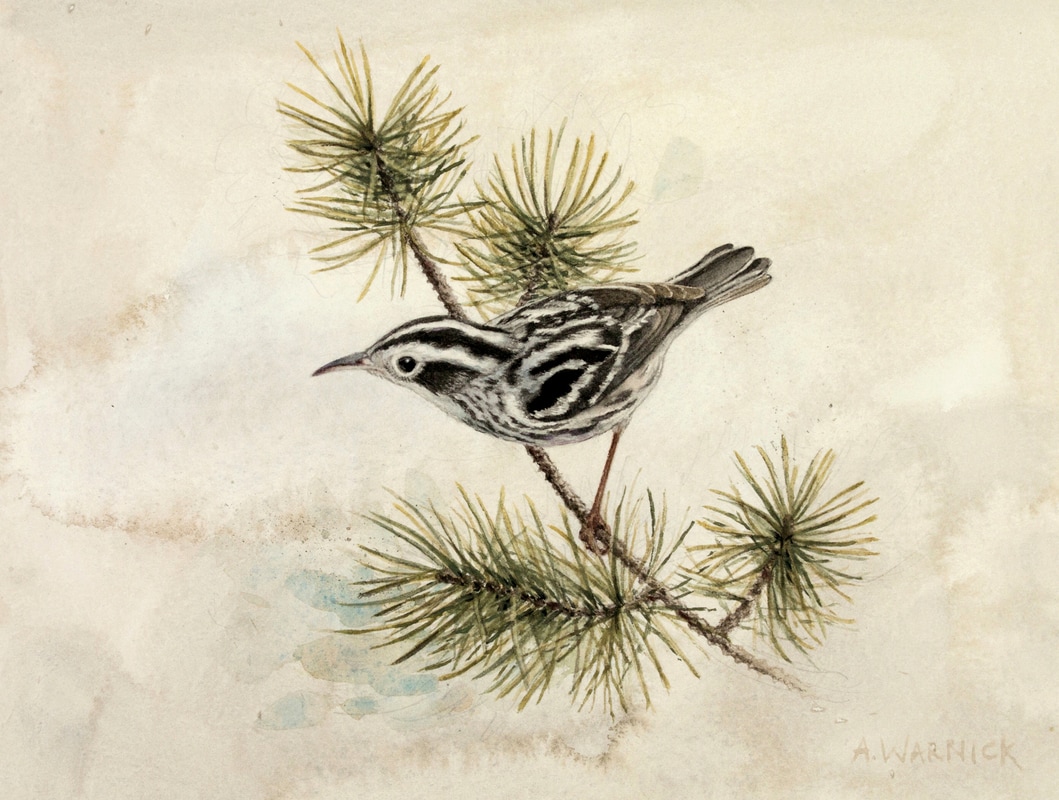 Alex Warnick black and white warbler arches paper
