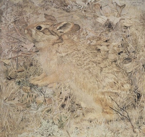 Rabbit Abbott Handerson Thayer