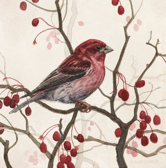 Purple Finch Watercolor Painting