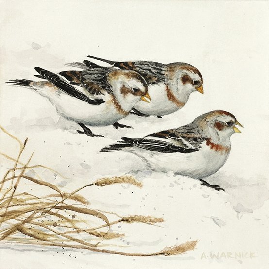 Snow Buntings Watercolor Painting