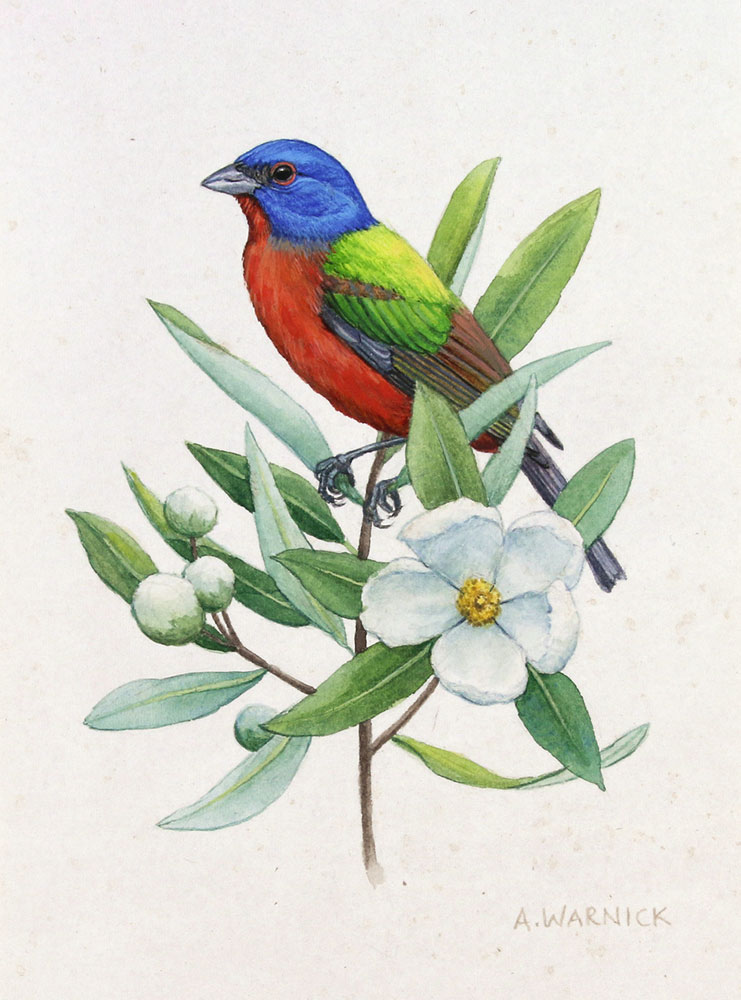 Painted Bunting Alex Warnick