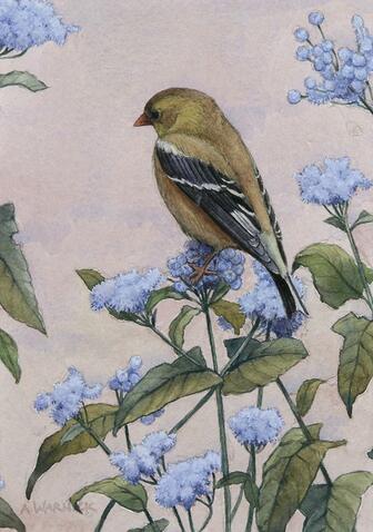 American Goldfinch and Mistflower by Alex Warnick