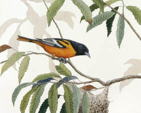 Alex Warnick Baltimore Oriole Painting