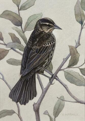 Female Red-winged Blackbird by Alex Warnick