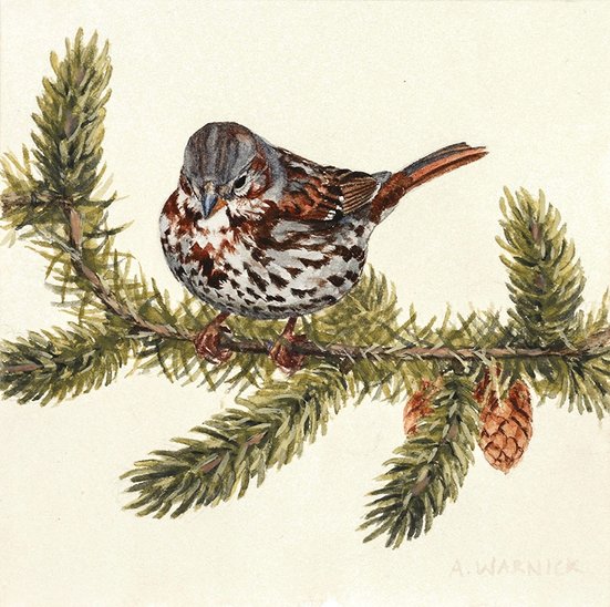 Fox Sparrow Watercolor Painting