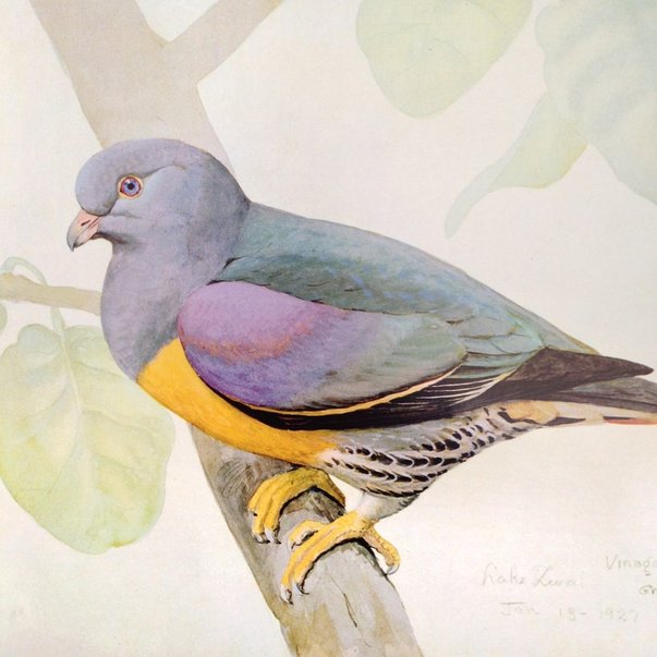 Pigeon Louis Agassiz Fuertes