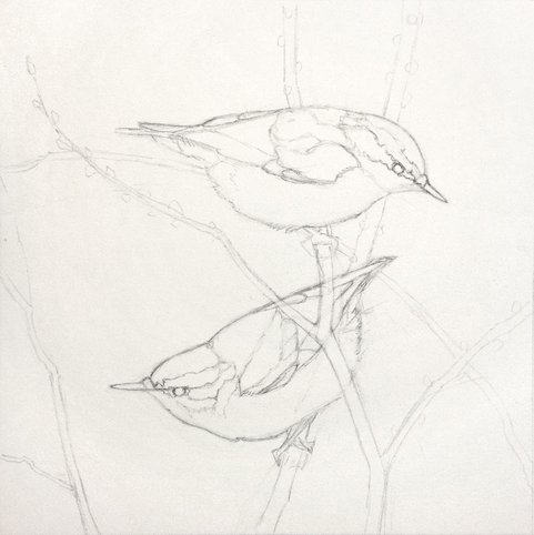 red breasted nuthatch drawing