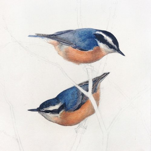 Red breasted nuthatch watercolor painting