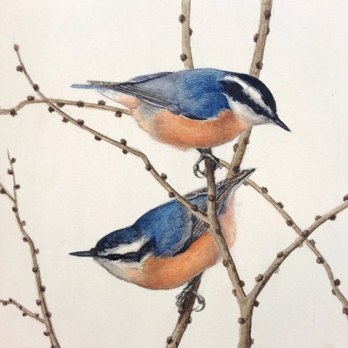 Red breasted nuthatch progress