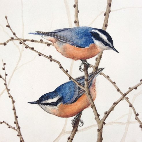 Red breasted Nuthatches painting Alex Warnick