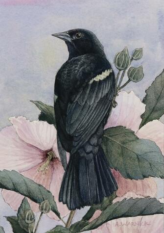 Red-winged Blackbird by Alex Warnick